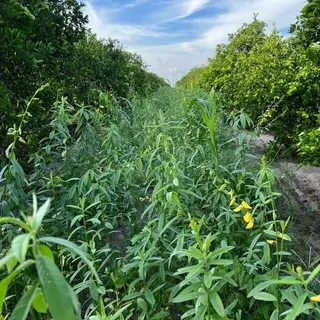 thumbnail for publication: Soil Health and Sustainability